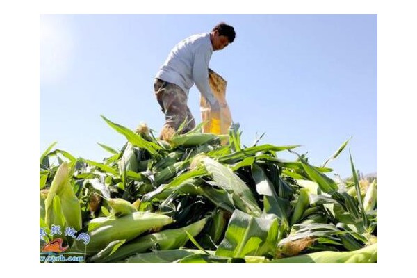 臨澤縣新華鎮：鄉(xiāng)村振興結碩果水果玉米迎豐